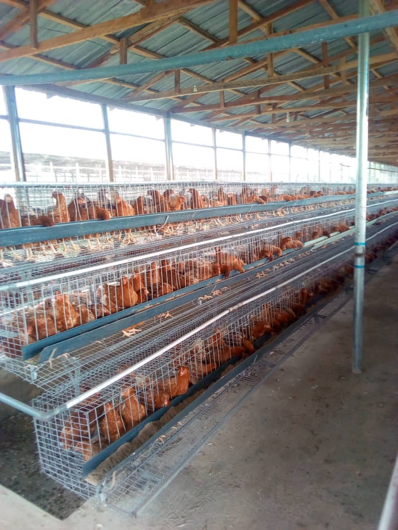 Fotos - Harttov Nigeria Limited - 1